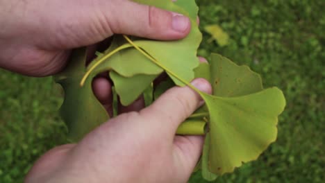 a man shows ginkgo biloba leaves that have