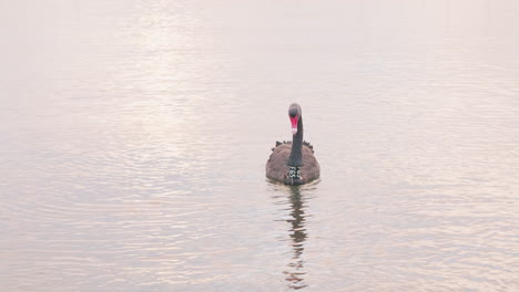 gps tagged black swan feeding in bay alone