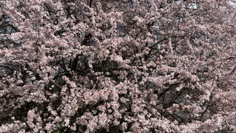 Die-Kirschblüte-In-Tokio