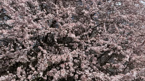 la flor de cerezo en tokio