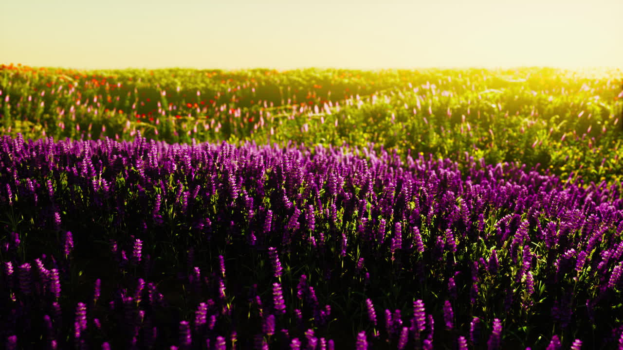 부드러운 이른 아침 또는 해가 지는  ⁇ 빛 아래 꽃이 피는 야생 잔디 ⁇