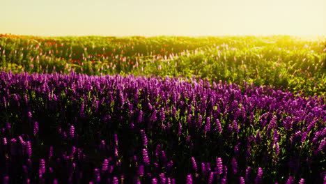 Wildwiese-Mit-Blühenden-Wildblumen-Im-Sanften-Frühen-Morgen--Oder-Sonnenuntergangssonnenlicht