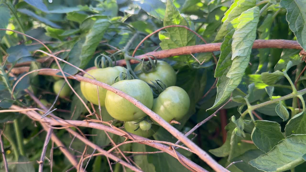 Closeup shot of a bunch of unripe green tomato on the plant