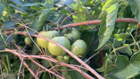 closeup shot of a bunch of unripe green tomato on the plant