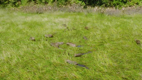 group of capybaras with birds in lush field, arauca, colombia, in natural habitat