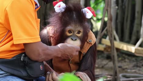 orangutan with santa hats in zoo