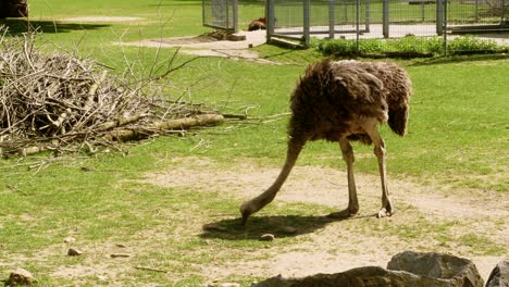 Ein-Strauß-Läuft-Durch-Sein-Gehege-In-Einem-Zoo-Und-Pickt-Auf-Dem-Boden