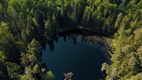 Bosques-Verdes-De-Letonia-En-El-Mes-De-Mayo