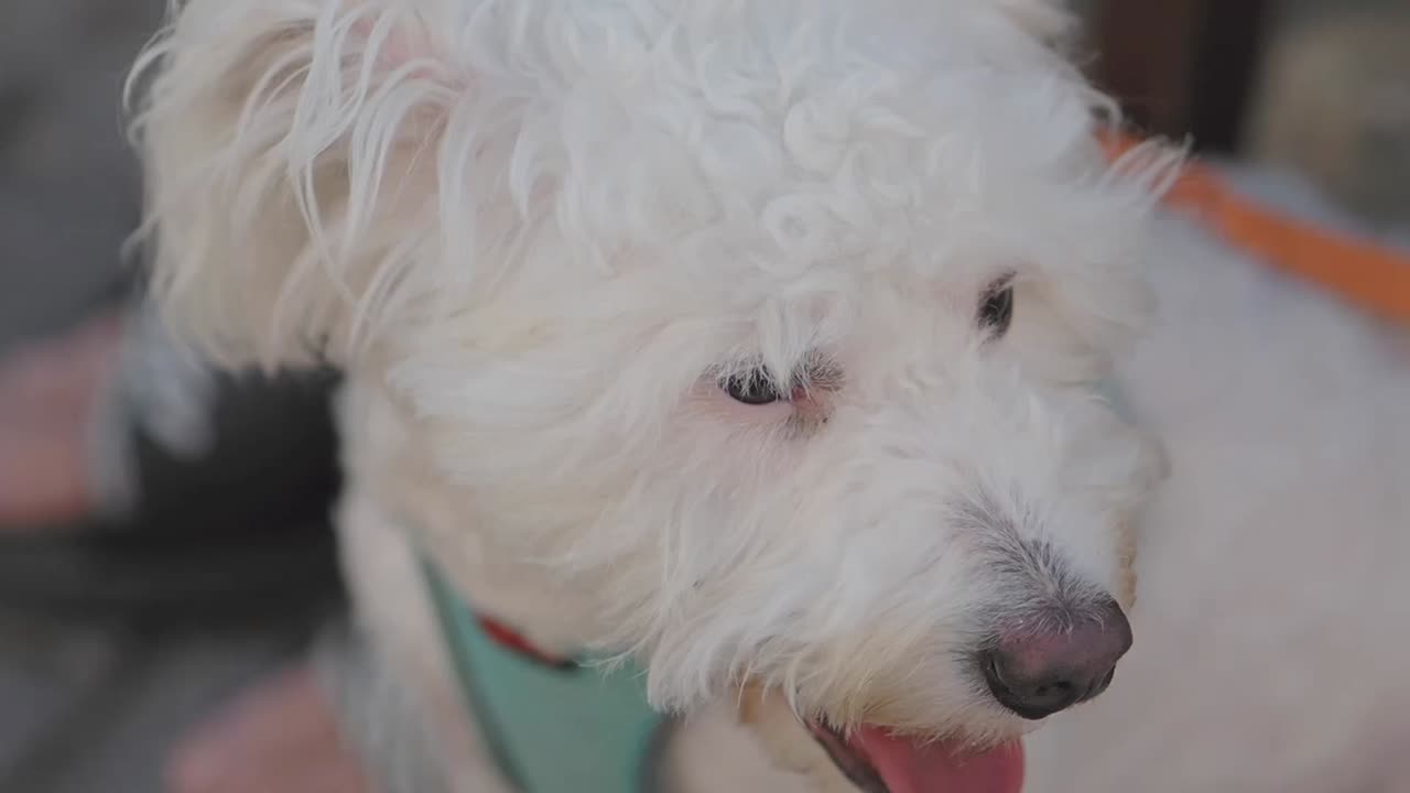 Close-up of a White Dog