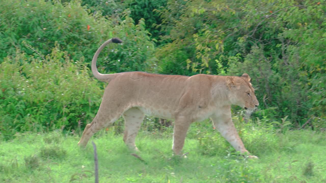 львица прыгает из канавы и идет к другим львам, отдыхающим на лугах масаи-мары, кения, африка