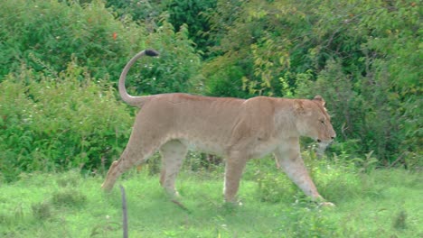 Leona-Saltando-De-Una-Zanja-Y-Caminando-Hacia-Otros-Leones-Descansando-En-Prados-De-Masai-Mara,-Kenia,-África