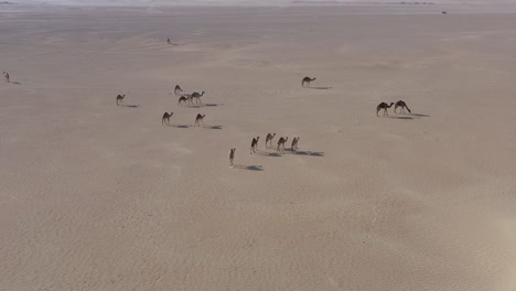 aerial drone shot of a camel herd walking slowly in the hot dry arabian desert