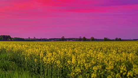 sky turns pink during sunset time lapse over bright yellow oilseed rape field