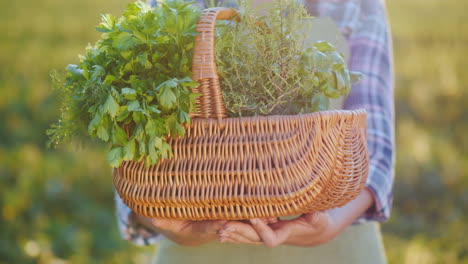 hands of a farmer holding a basket of greens and spices