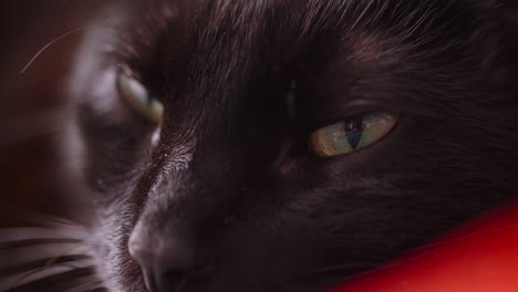 extreme close-up of a cute fluffy cat sleeping on the couch