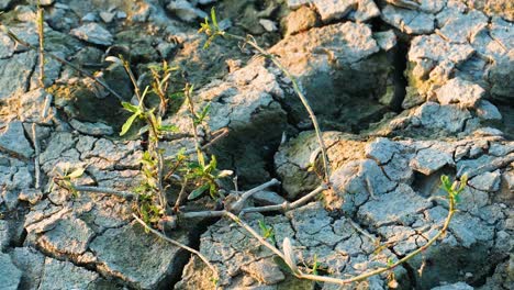drought land - climate change concept