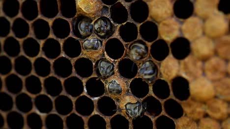 baby bees hatching from comb