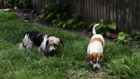 Polish-Lowland-Sheepdog-With-Jack-Russell-Terrier-Dog-Eating-Grass-In-The-Garden