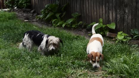 perro pastor polaco de tierras bajas con perro jack russell terrier comiendo hierba en el jardín