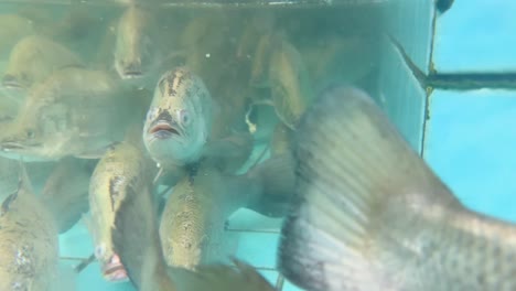 fish swimming in a clear aquarium tank