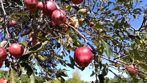 Delicious-red-apples-hanging-on-a-branch-gently-moving-in-an-early-autumn-breeze-on-a-sunny-day,-STILL