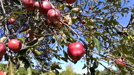 deliciosas manzanas rojas colgando de una rama moviéndose suavemente en una brisa de principios de otoño en un día soleado, todavía