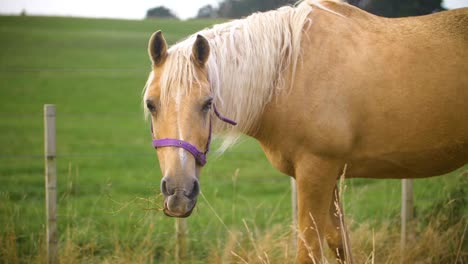 Hungry-farm-horse-eating-dry-grass,-slow-motion