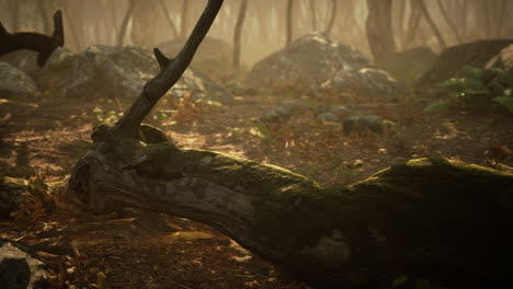 Wooded-forest-trees-backlit-by-golden-sunlight