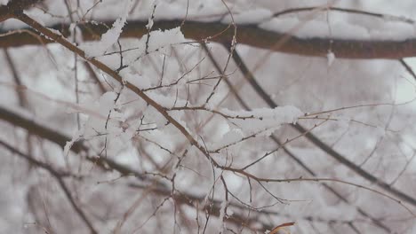 thin-tree-branch-with-white-melting-snow-against-white-park
