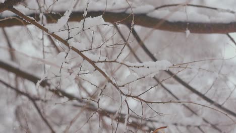 thin tree branch with white melting snow against white park