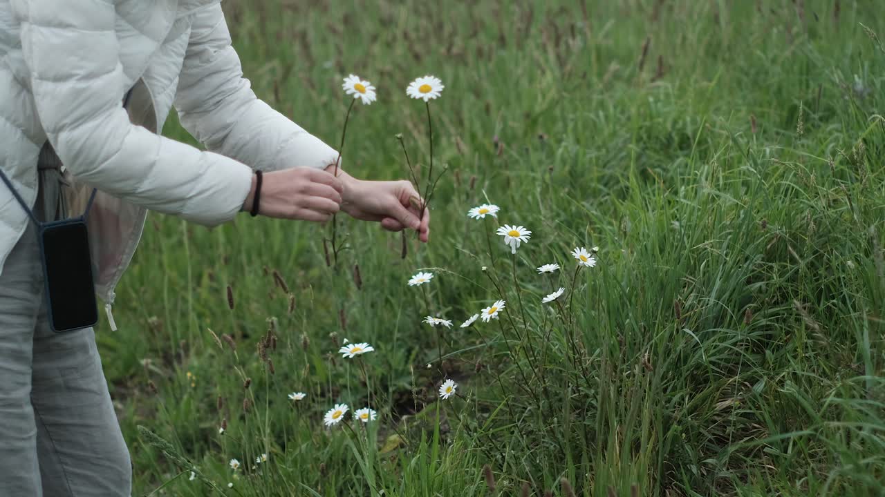 Unrecognizable Girl in White Coat Picks Flowers in Slow Motion. Spring Vibes. Daisies. Female hands are seen closely gathering chamomile and yellow flowers into a bouquet.