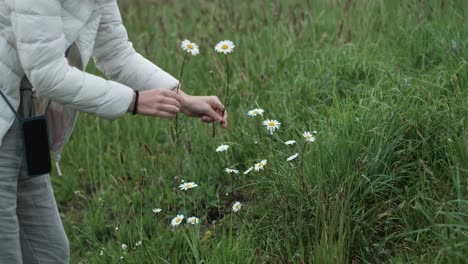 unrecognizable girl in white coat picks flowers in slow motion. spring vibes. daisies. female hands are seen closely gathering chamomile and yellow flowers into a bouquet.