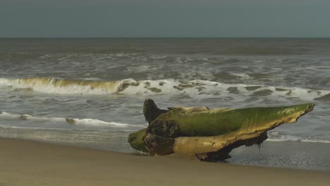 moldy wooden log on a sand beach hit by waves