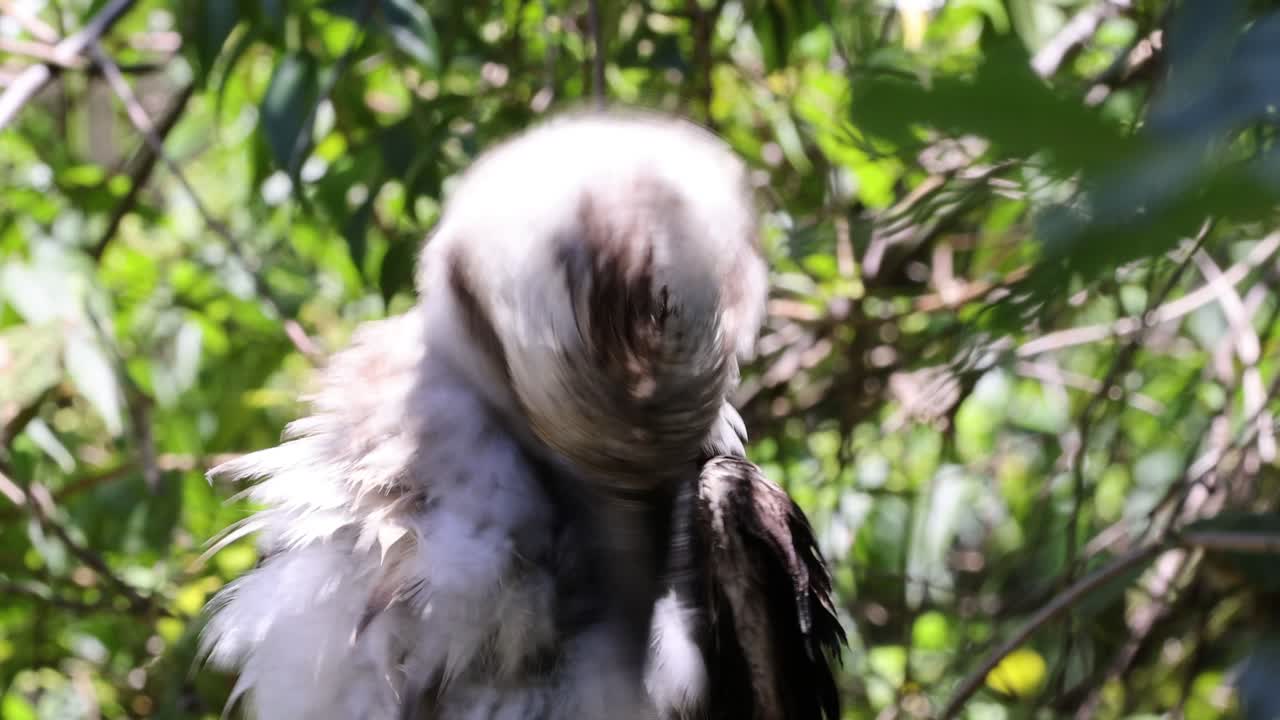 un pájaro que se arregla entre el follaje verde