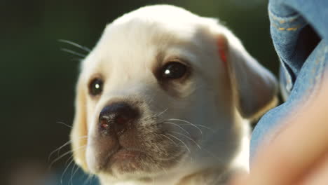 Close-up-view-of-a-caucasian-female-hands-petting-a-small-cute-white-labrador-puppy-on-green-grass-in-the-park