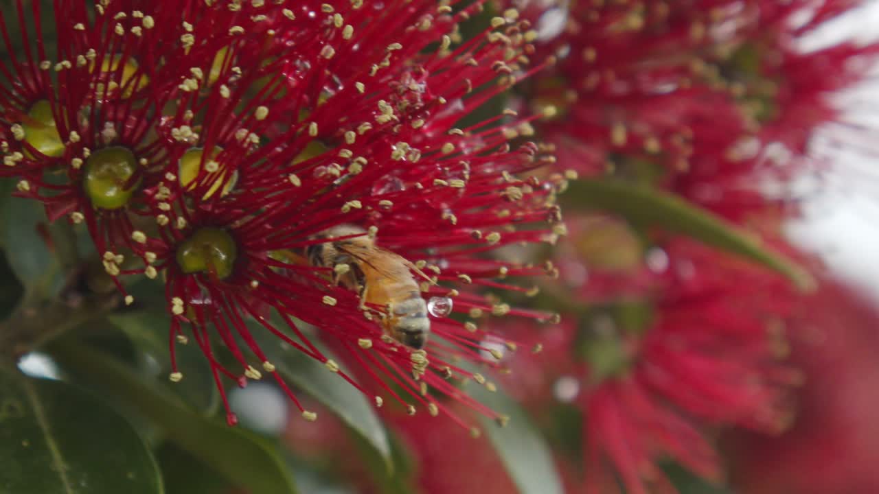 una abeja recogiendo polen de un árbol de pohutukawa en flor antes de volar