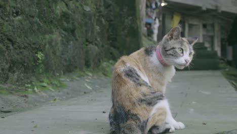 calico cat with pink collar sitting in an alley next to a mossy wall