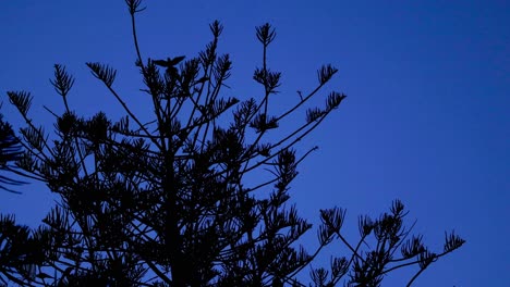 time-lapse of pine tree silhouette during dusk