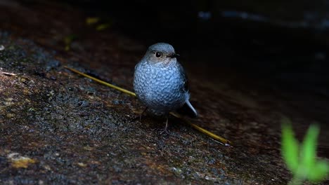 Dieser-Weibliche-Rotschwänzchen-Ist-Nicht-So-Farbenfroh-Wie-Das-Männchen,-Aber-Sicher-So-Flauschig-Wie-Ein-Knäuel-Eines-Niedlichen-Vogels