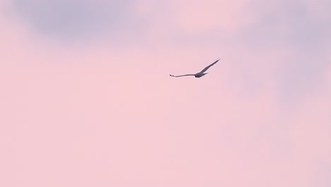 Atemberaubender-Bussard-Rotdrachenadler-Im-Flug-In-Der-Himmelshöhe-Mit-Rotem,-Violettem-Sonnenuntergang,-Buntem-Himmel