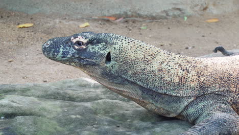 komodo dragon resting on the ground. medium shot