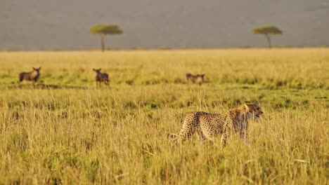 cámara lenta de un guepardo cazando jabalí en una caza en áfrica, animales salvajes africanos en masai mara safari, kenia en masai mara, increíble comportamiento animal en la hermosa luz dorada del sol