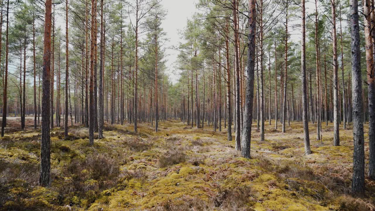 Kävely sammalen peittämässä, valoisassa mäntymetsässä.