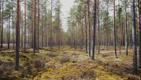 caminar en un claro bosque de pinos cubierto de musgo