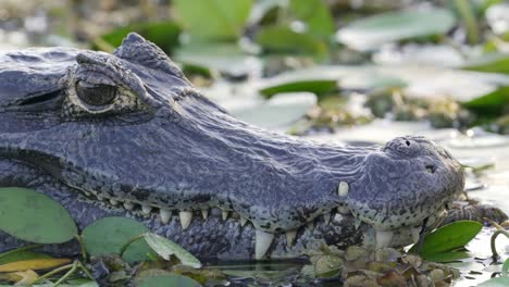 yacare caiman lying in wetlands with aquatic plants