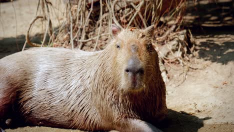 close-up of capybaras in captivity at the chiang mai zoo in chiang mai, thailand