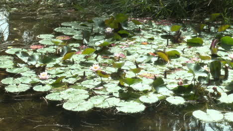 water lilies in a pond