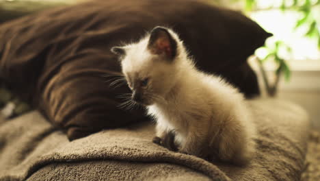 sleepy siamese kitten on a couch, medium shot