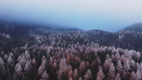 dark forest woodlands trees, moody aerial mountain scenery, on blue cloudy day in fall, white spooky orange tree tops