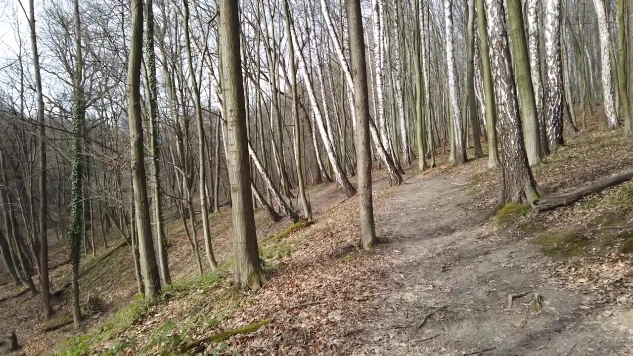 Riprese del bosco primaverile.